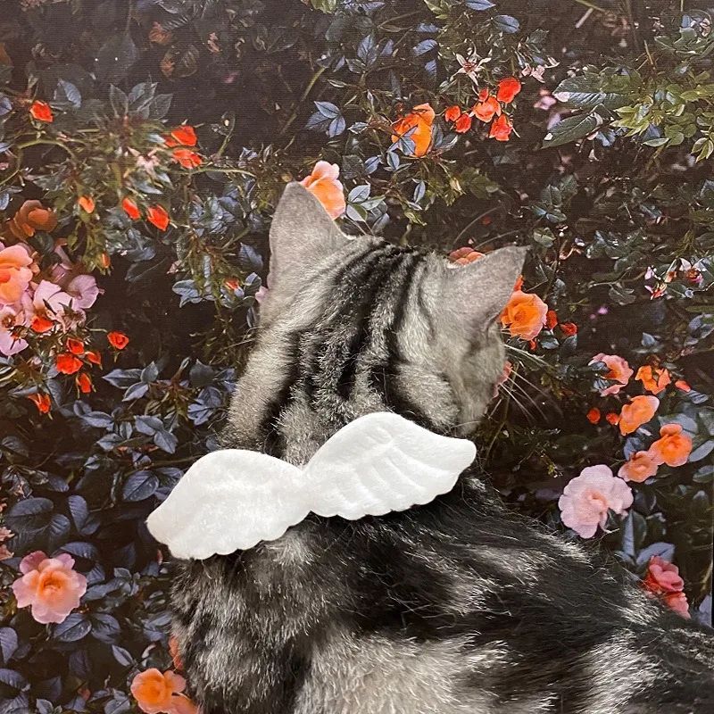 Cat Angel Wing collar(White and Pink)