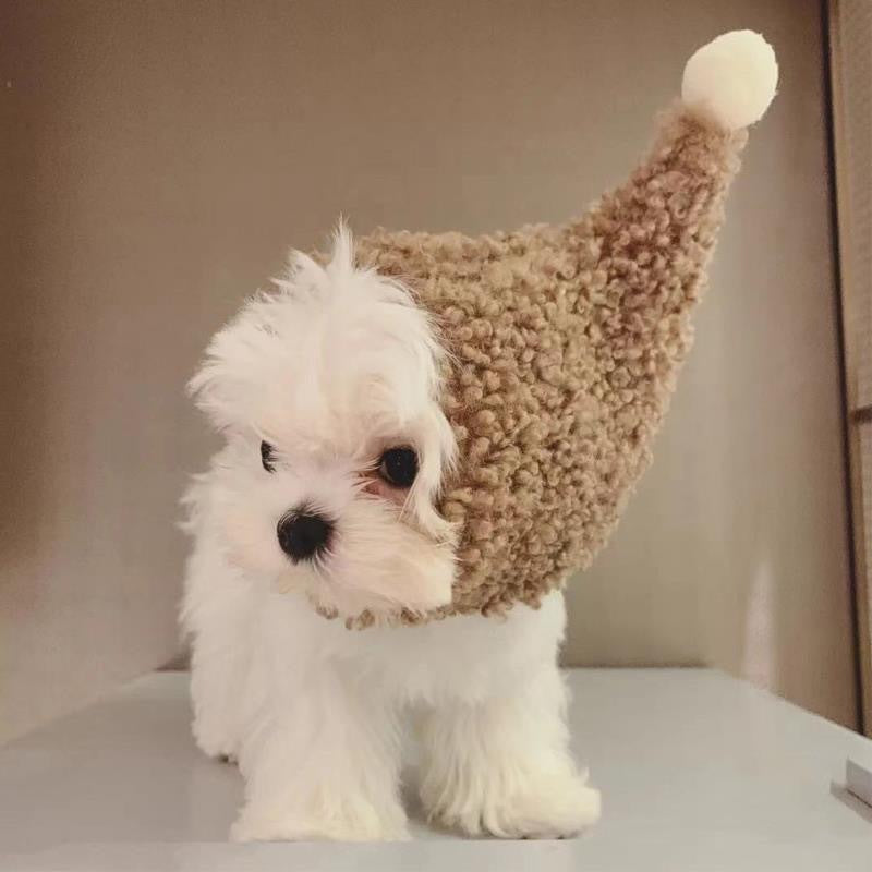 cute cat hat