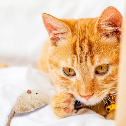 Funny Cat Toy mouse